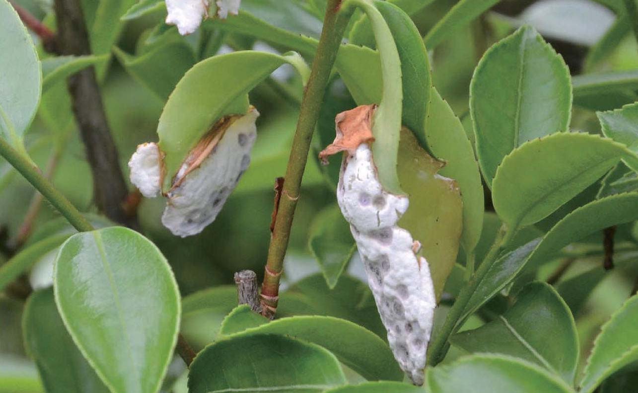 油茶茶苞病